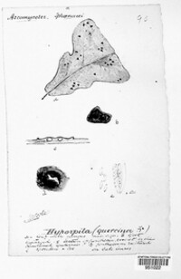 Image of Hypospilina bifrons